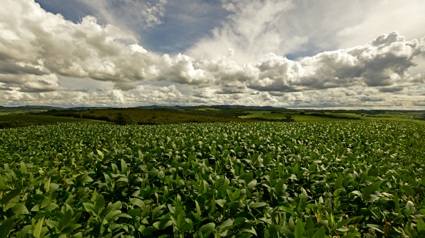 Plantação de soja não transgênica em Minas Gerais